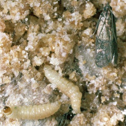 Средство от пищевой моли самое эффективное в домашних условиях. Пищевая моль: откуда берется и как избавиться, описание лучших средств борьбы и методов профилактики