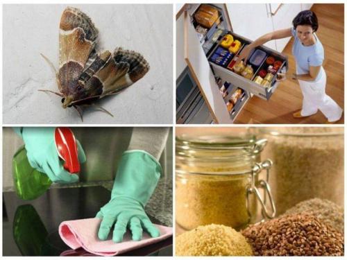 Средство от пищевой моли самое эффективное в домашних условиях. Пищевая моль: откуда берется и как избавиться, описание лучших средств борьбы и методов профилактики