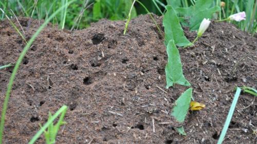 Аэрозоль от муравьев в доме. 4 Чистый дом Готовая форма с экстрактом ромашки от насекомых 02