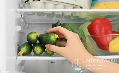 Сколько свежие огурцы могут храниться в холодильнике. В холодильнике