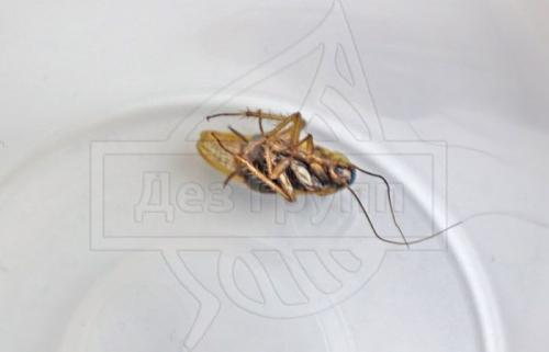 Борные шарики от тараканов рецепт с яйцом. Съедобные приманки 02