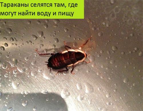 Самый лучший способ избавиться от тараканов. Как уничтожить тараканов с помощью промышленных средств