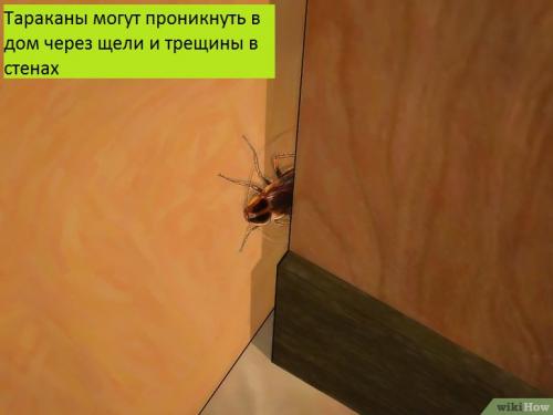Самый лучший способ избавиться от тараканов. Как уничтожить тараканов с помощью промышленных средств