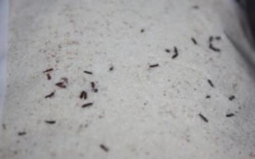 Как избавиться от жуков в крупе и шкафу на кухне. Народные средства избавления от жуков на кухне