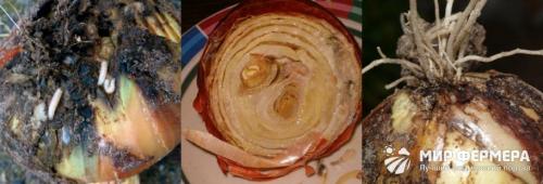 Почему гниёт лук при хранении, что делать. Почему гниет лук при хранении