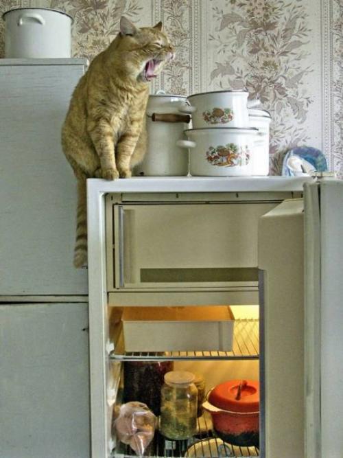 Как сделать холодную комнату в частном доме для хранения продуктов. Холодильная камера своими руками: способы, отличающиеся кардинально