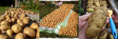 Как лучше хранить лук в квартире. Когда убирать урожай 06