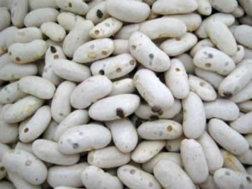 Жучки на кухне в крупах. Какие виды жуков заводятся в купах 02