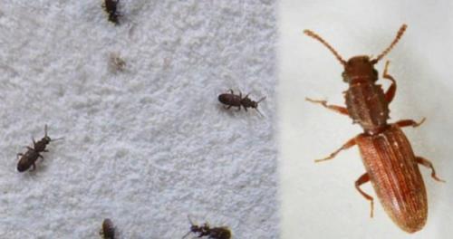 Букашки в крупе, как избавиться. Что делать, если появились жуки в крупе: советы профессионалов для борьбы с насекомыми 02