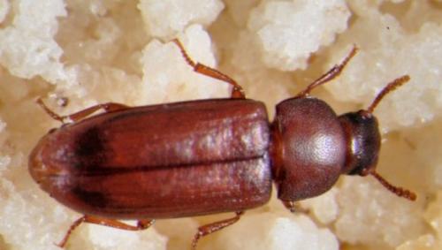 Букашки в крупе, как избавиться. Что делать, если появились жуки в крупе: советы профессионалов для борьбы с насекомыми 03