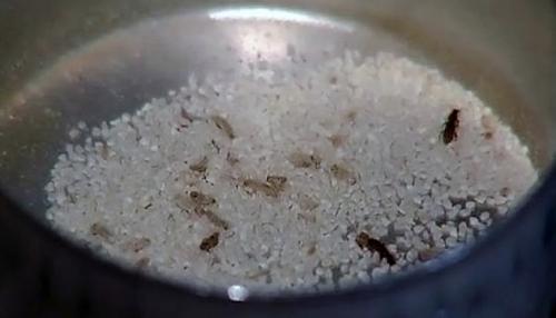 Уксусный раствор от жучков. Способы избавления от жучков