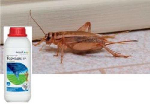 Отрава от сверчков. Сверчок в доме: что делать, как избавиться самостоятельно