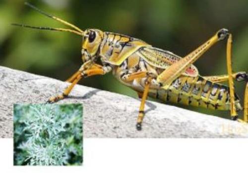 Отрава от сверчков. Сверчок в доме: что делать, как избавиться самостоятельно