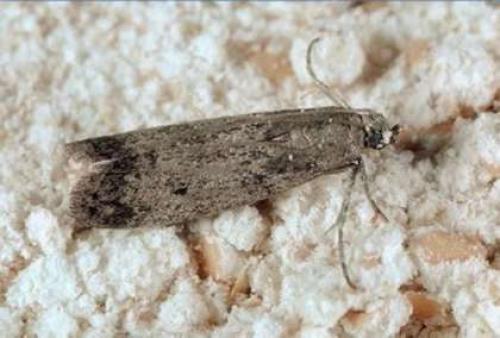 Средство против моли на кухне. 10 лучших народных рецептов против пищевой моли в крупах и других продуктах