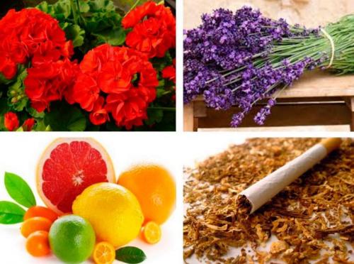 Как избавиться от моли в квартире в домашних условиях самостоятельно. Народные средства борьбы с молью в квартире