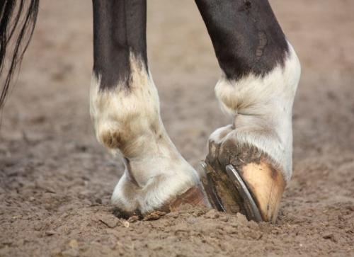 Подкова на двери вниз или вверх. Зачем вешать подкову над входной дверью