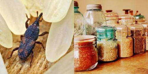 Как избавиться от жучков в крупе и в шкафу. Эффективные методы борьбы с жуками в крупах