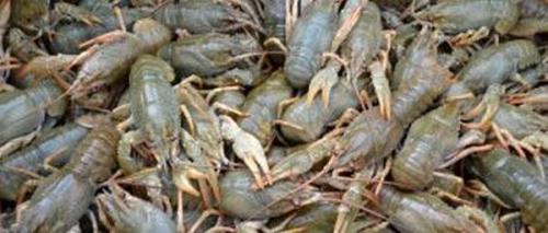 Сколько можно хранить фарш в морозильнике. Хранение фарша в холодильнике и морозильной камере