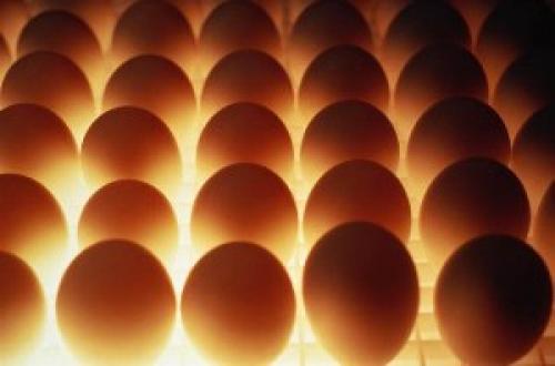 Хранение куриных яиц в домашних условиях для еды. Инкубационные