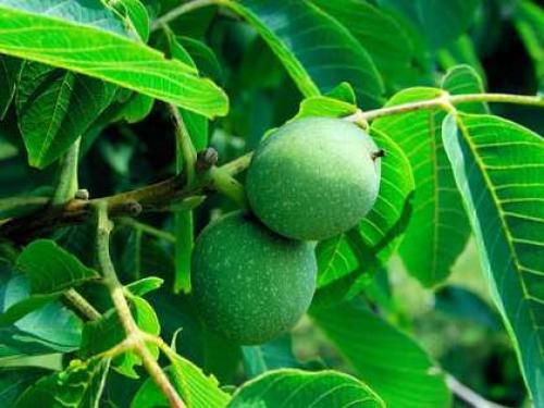 Средство против моли на кухне. 10 лучших народных рецептов против пищевой моли в крупах и других продуктах