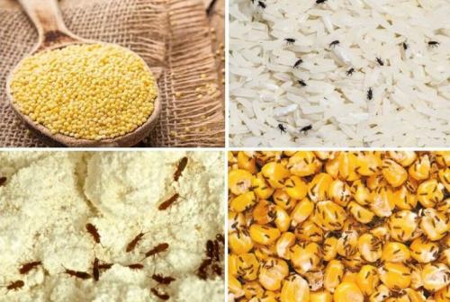 Избавиться от жучков в крупе. Как избавиться от жучков в крупе и муке? 01 Избавиться от жучков в крупе. Как избавиться от жучков в крупе и муке? 01