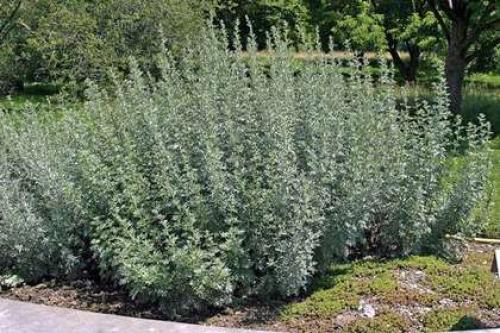 Средство против моли на кухне. 10 лучших народных рецептов против пищевой моли в крупах и других продуктах