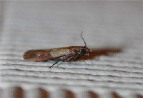 Средство против моли на кухне. 10 лучших народных рецептов против пищевой моли в крупах и других продуктах