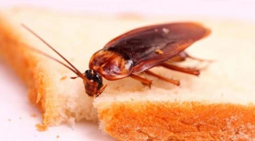 Таракан в квартире. Какими бывают тараканы и как от них избавиться?