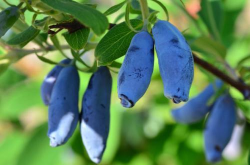 От чего умирают тараканы. Чего боятся тараканы — то и нужно применять в первую очередь