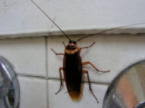 Таракан в квартире. Какими бывают тараканы и как от них избавиться? 03 Таракан в квартире. Какими бывают тараканы и как от них избавиться? 03