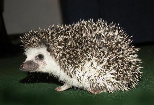 Злейший враг тараканов. Кто питается тараканами в природе