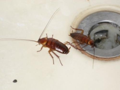 Таракан в квартире. Какими бывают тараканы и как от них избавиться? 02 Таракан в квартире. Какими бывают тараканы и как от них избавиться? 02