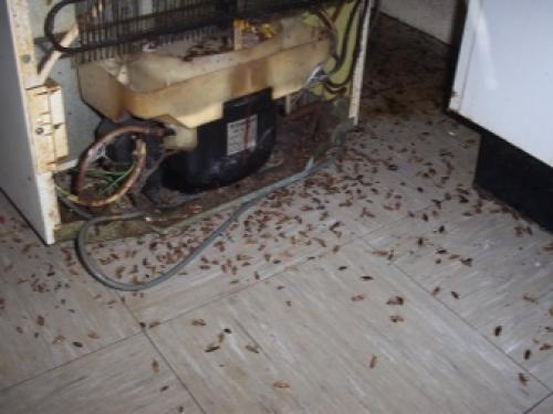 Как понять откуда лезут тараканы. Тараканы в квартире: источники проблемы 08 Как понять откуда лезут тараканы. Тараканы в квартире: источники проблемы 08