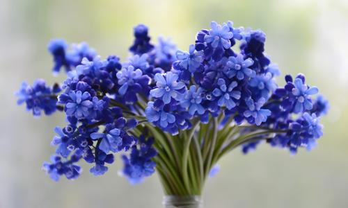 Как поставить цветы в вазу, чтоб долго не вяли. 10 полезных лайфхаков, чтобы цветы дольше стояли в вазе