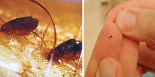 Чего боятся блохи в домашних условиях. Знакомство с прыгучими «соседями» 03 Чего боятся блохи в домашних условиях. Знакомство с прыгучими «соседями» 03