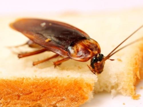 Как понять откуда лезут тараканы. Тараканы в квартире: источники проблемы 11 Как понять откуда лезут тараканы. Тараканы в квартире: источники проблемы 11