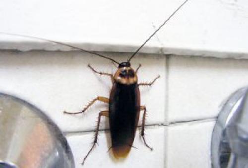 Где заводятся тараканы и почему. Благоприятные условия жизни