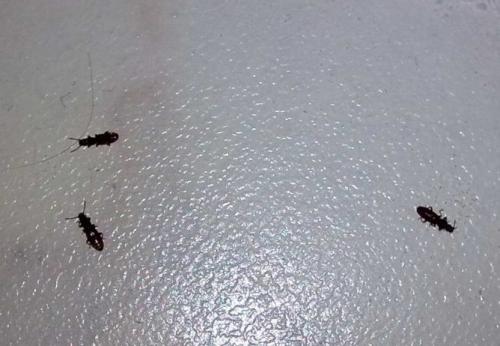 Жучки в муке и крупах, что делать. Какие жуки встречаются на кухне и как туда попадают?