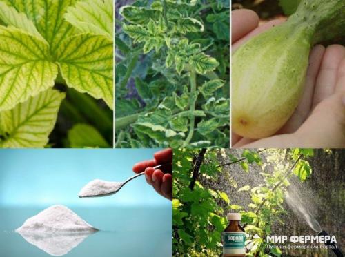 Борная кислота от насекомых на огороде. Борная кислота в огороде