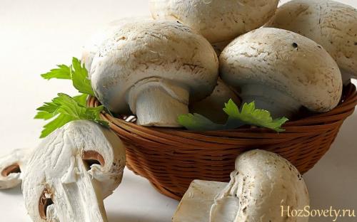 Сколько можно хранить грибы в холодильнике свежие шампиньоны. Как хранить шампиньоны в холодильнике, морозилке, помещении