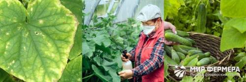 Борная кислота от насекомых на огороде. Борная кислота в огороде