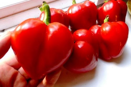 Как хранить болгарский перец в холодильной камере. Как и где хранить болгарский перец, условия и сроки хранения