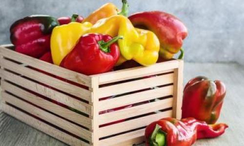 Как сохранить болгарский перец на зиму без варки и заморозки. Особенности хранения