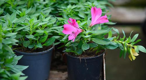 Цветы долго стоят. Что нужно сделать, чтобы цветы дольше стояли в вазе, что добавить в воду 16