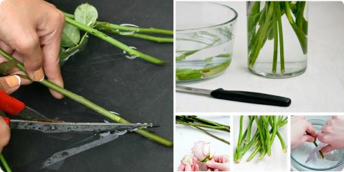 Цветы долго стоят в вазе. Подготовка