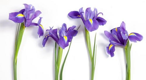 Цветы долго стоят. Что нужно сделать, чтобы цветы дольше стояли в вазе, что добавить в воду 25