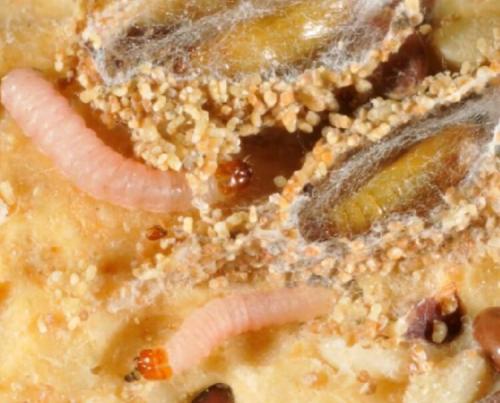 Моль пищевая, как избавиться. Причины появления моли на кухне 01