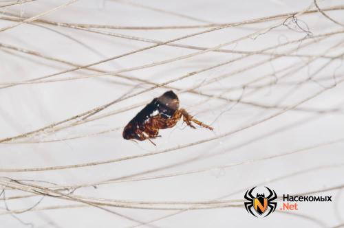 Что боятся блохи в домашних условиях. Уничтожение блох народными методами