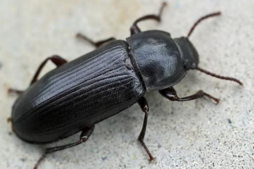 Что делать, чтобы в крупах не заводились жучки. Какие жучки заводятся в крупах и муке 05