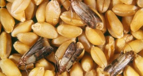 Личинки в крупе. Как избавиться от жучков в крупе и муке? 07